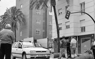 Caso de Éxito – Más de 800.000 € de indemnización para la familia del motorista fallecido por la caída de una palmera